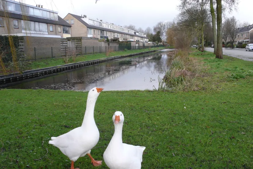 oever oudenrijnsingel
