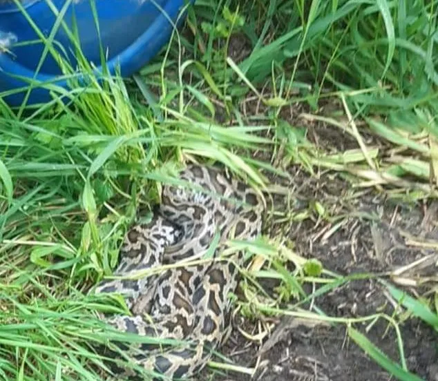 python2