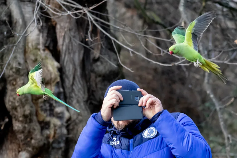 ring necked parakeet in flight 4831151 1920