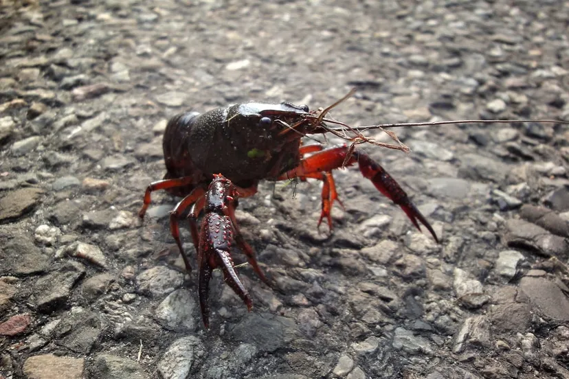 rivierkreeft