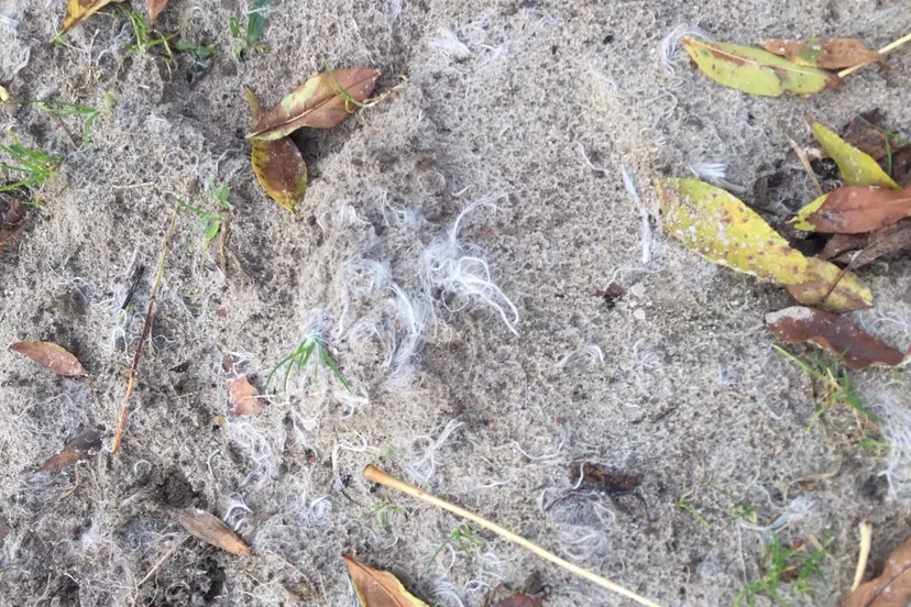 ruiterpad maximapark