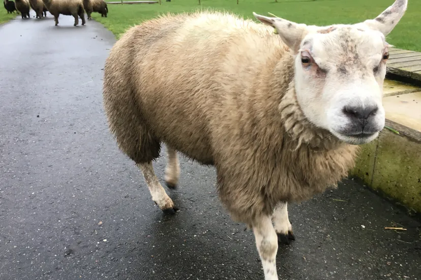 schaapsportret close