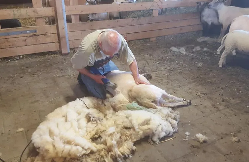 schaapsscheerder 2020