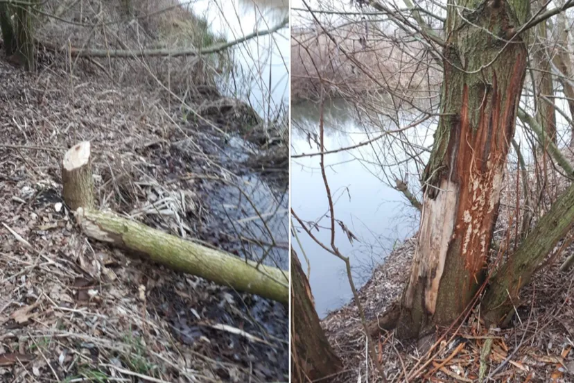 schermafdruk 2019 02 18 163352