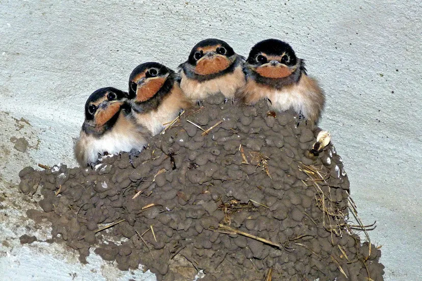 swallows 176140 1920