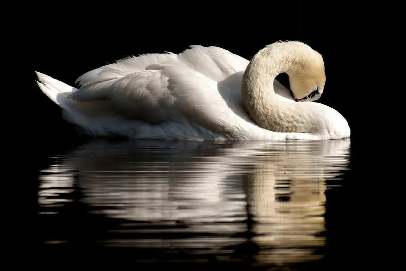 swan g6575fe014 1920