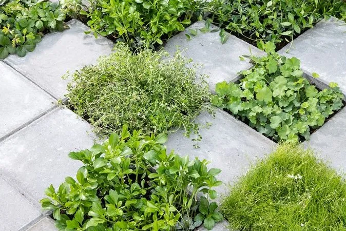 tegel eruit plant erin