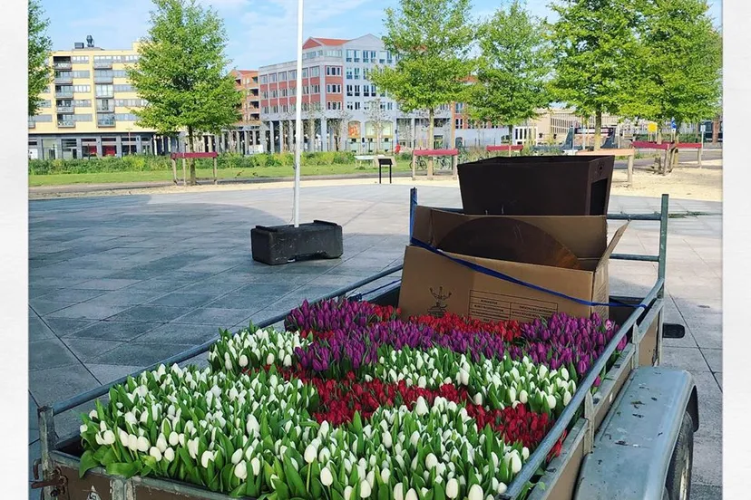 tulpen dodenherdenking