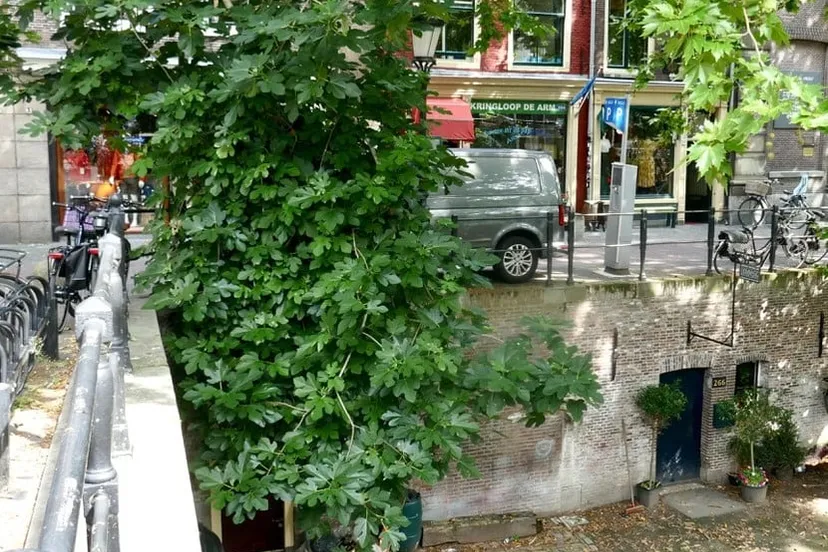 vijg thv oudegracht 266 2