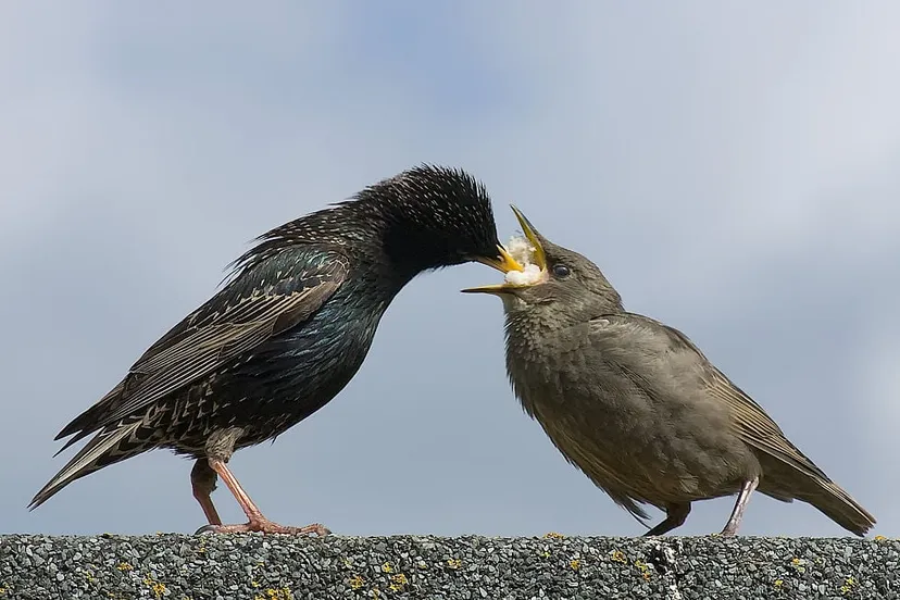 vogels