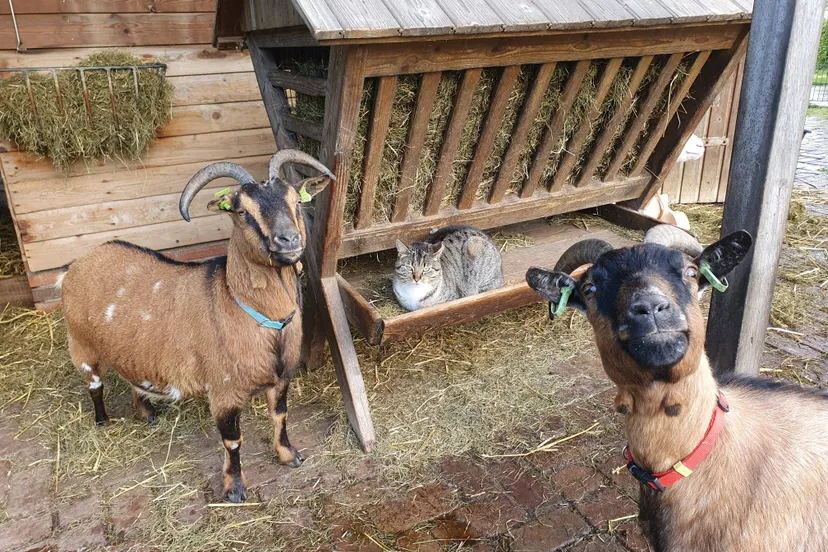 de Kraal Leidsche Rijn dierenweide