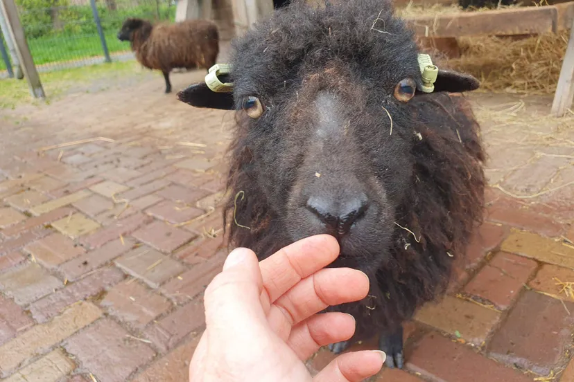Open dag dierenweide de Kraal