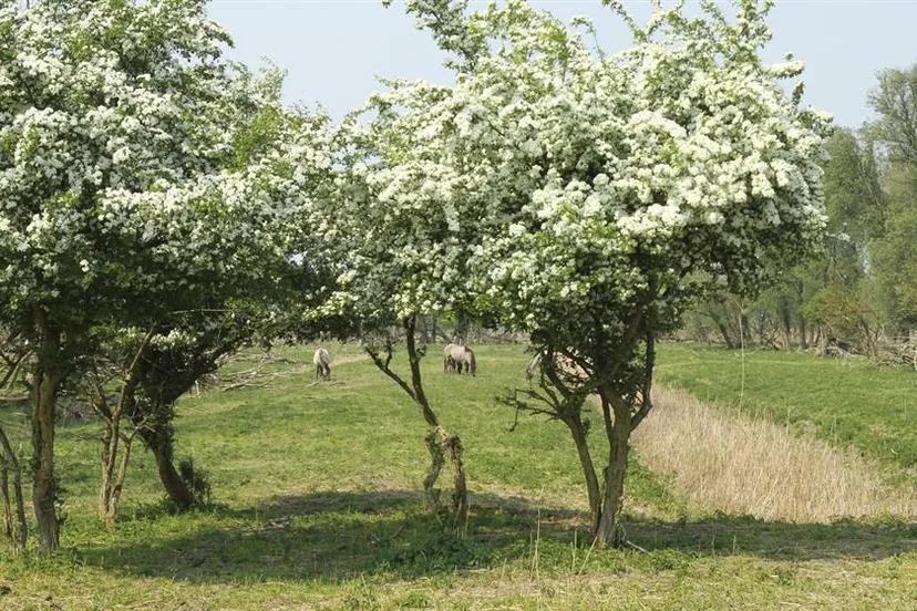 aanleg bos weidelandschap oostvaardersplassen