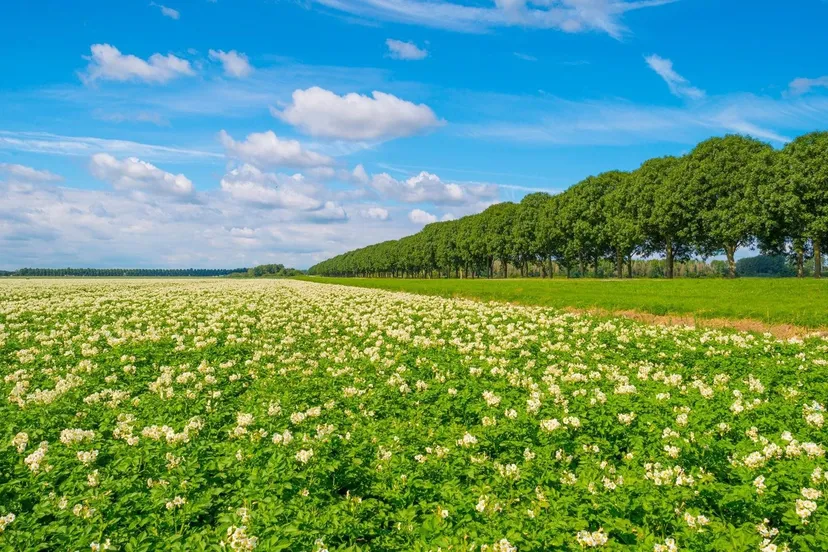 aardappelveld