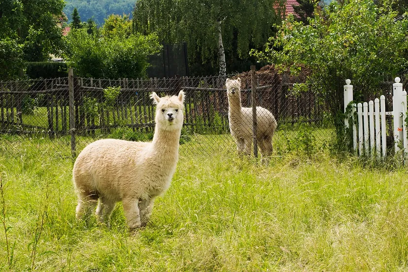 alpaca