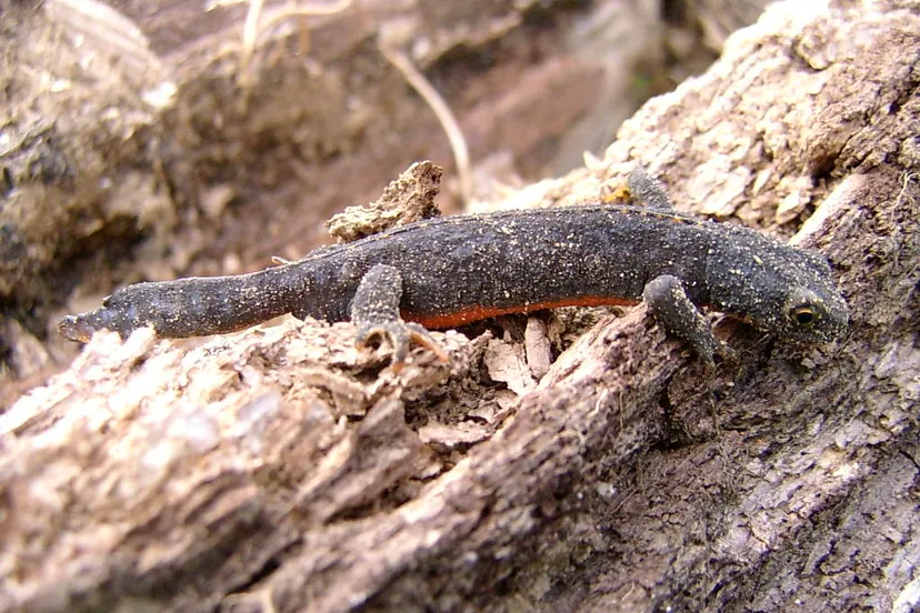 alpenwatersalamander