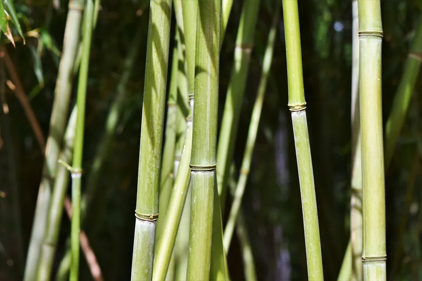 bamboo pixabay