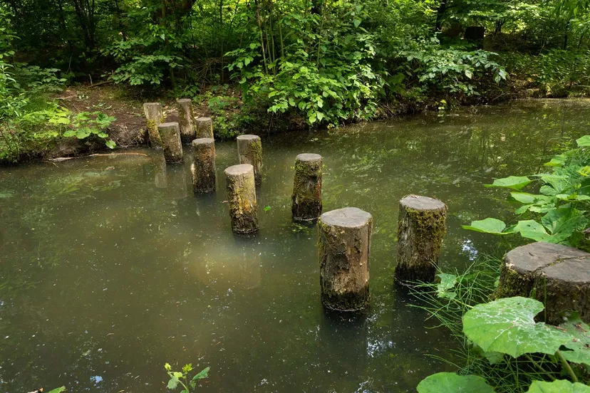 belevenissenbos fotostudio wierd