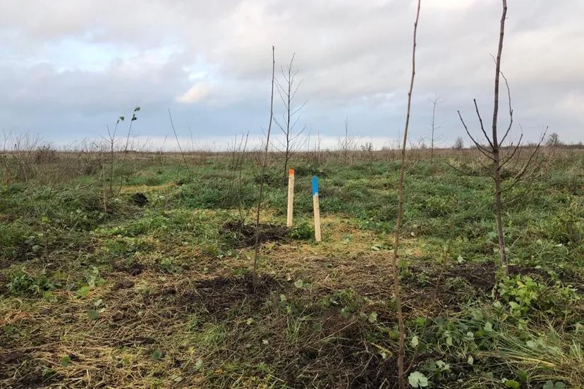 bomen en struiken geplant