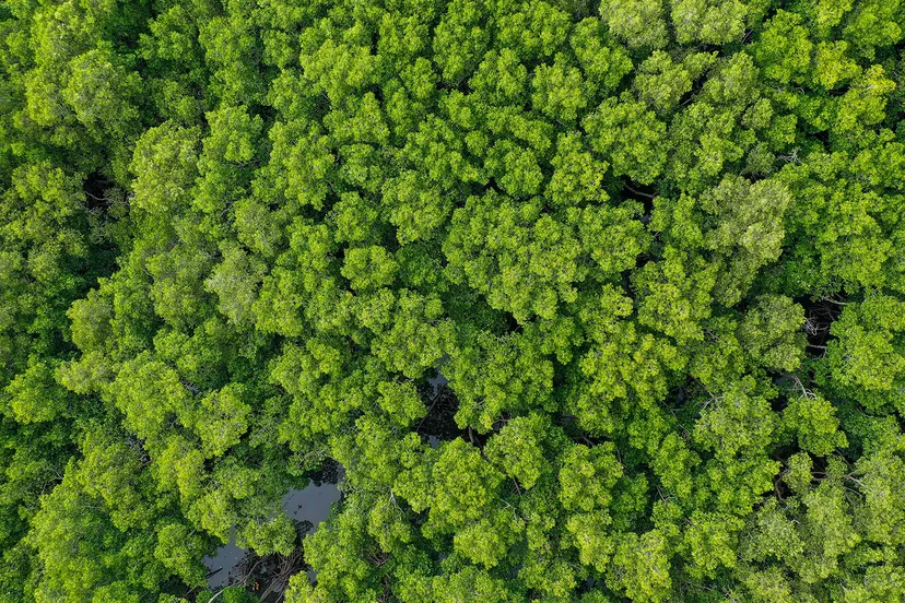 bomen prov flevoland