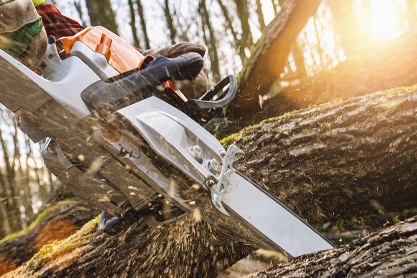 bomenkap in flevoland 1
