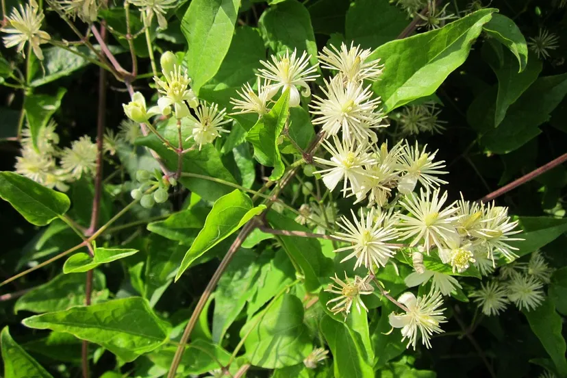 clematis vitalba