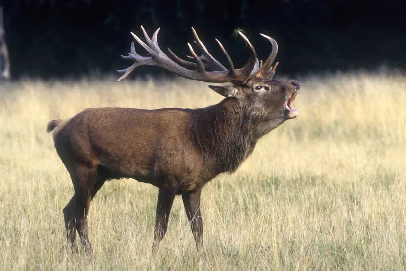 edelhert burlen grasland