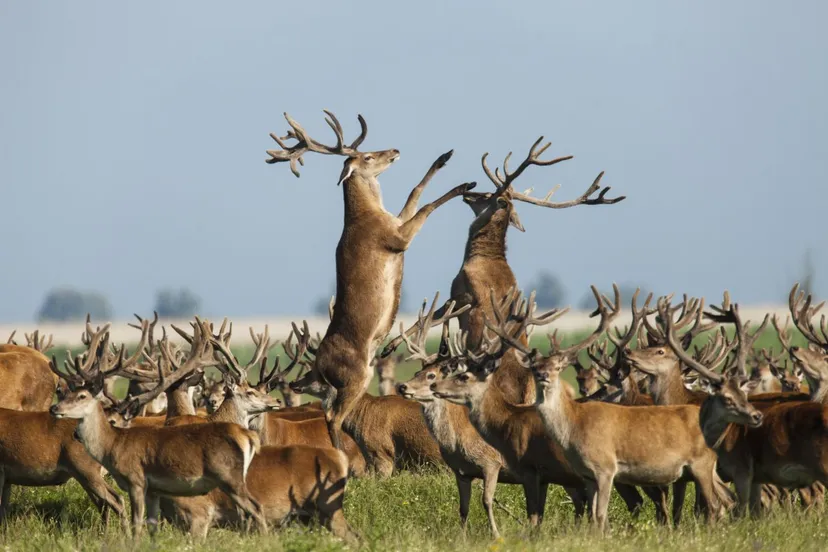 edelherten nieuw park