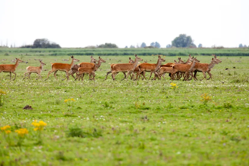edelherten prov flevoland