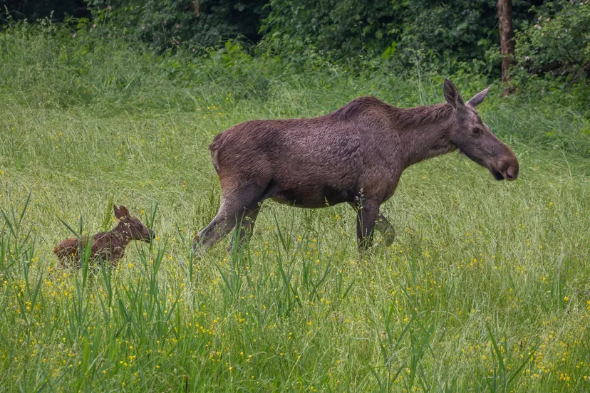 elandje geboren natuurpark lelystad