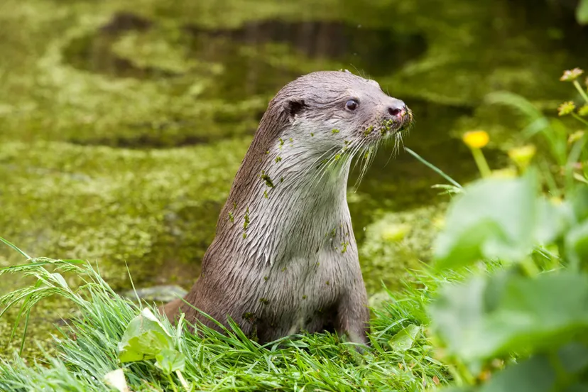 europese otter