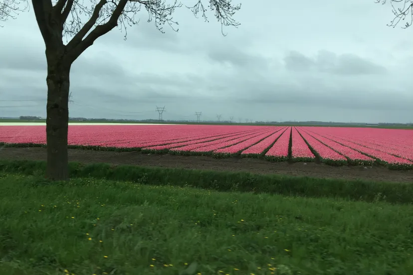 flevoland