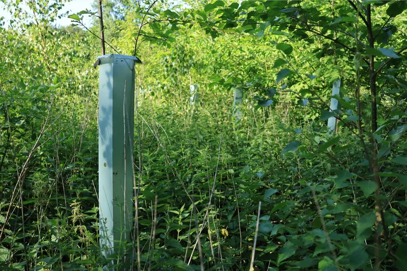 flevolandse bos staatsbosbeheer