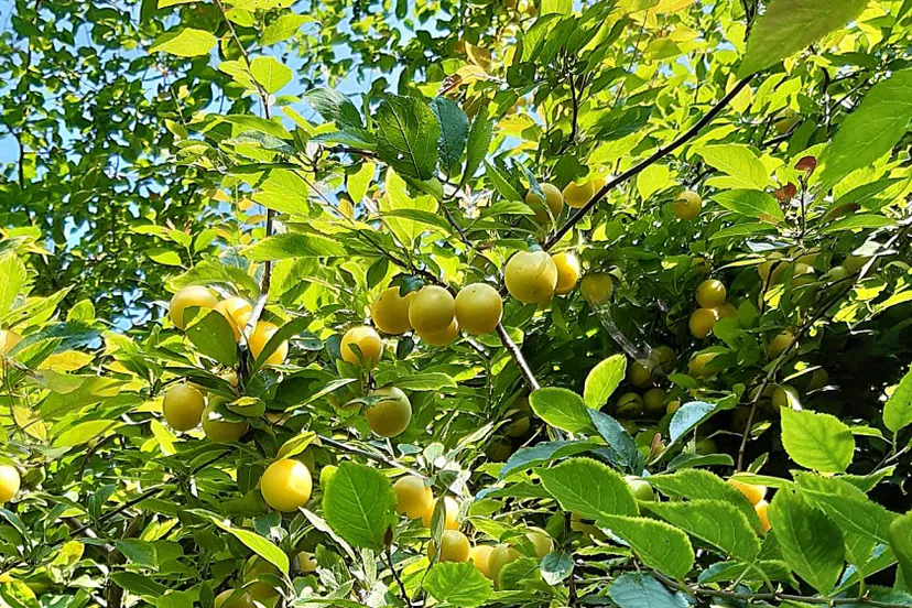 gele kroosjes en kerspruimpjes