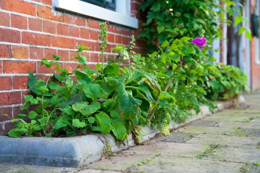 geveltuintje ivn gelderland