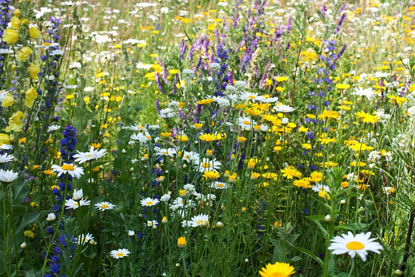 grasveld met wilde bloemen