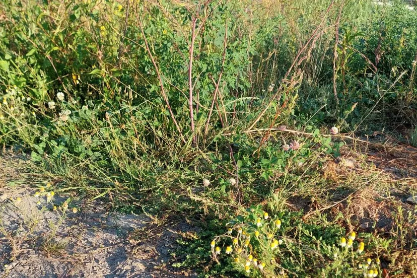 groen onderhoud juli 20222