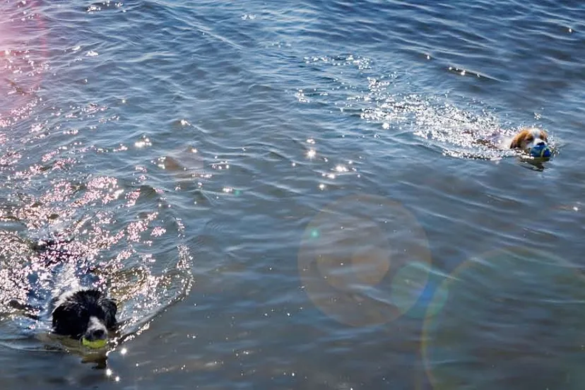 honden in het water gem lelystad