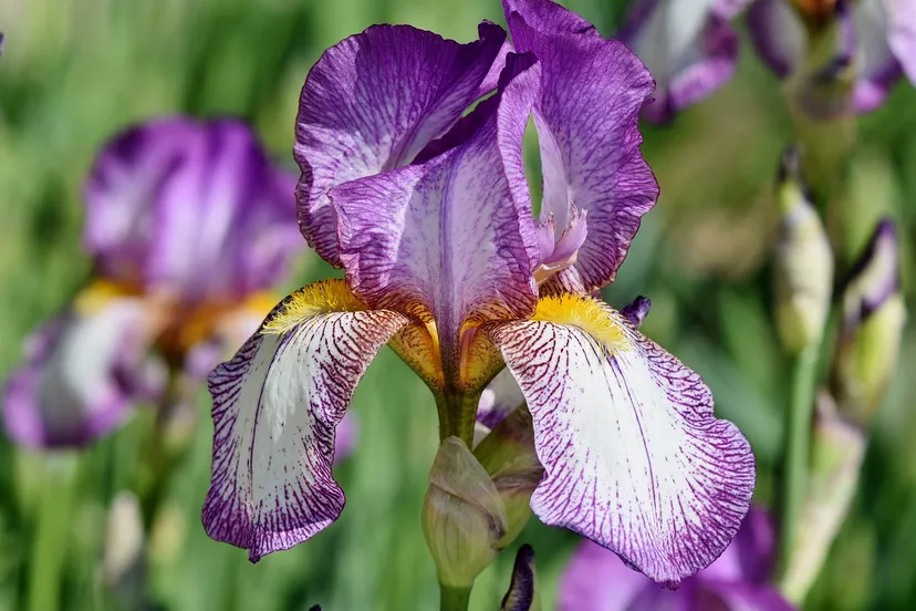 iris ralph via pixabay