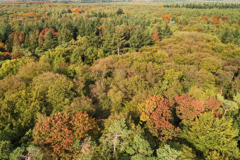 jaar van het bos staatsbosbeheer