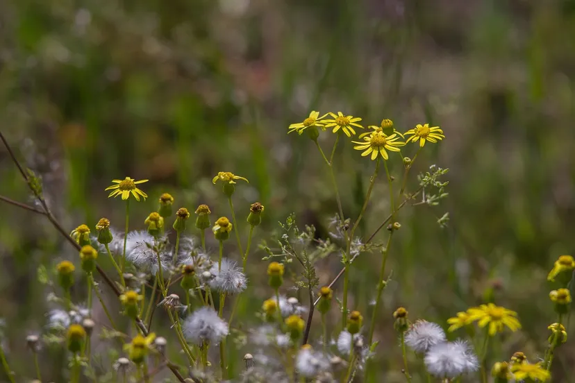 jacobskruiskruid michael kauer via pixabay