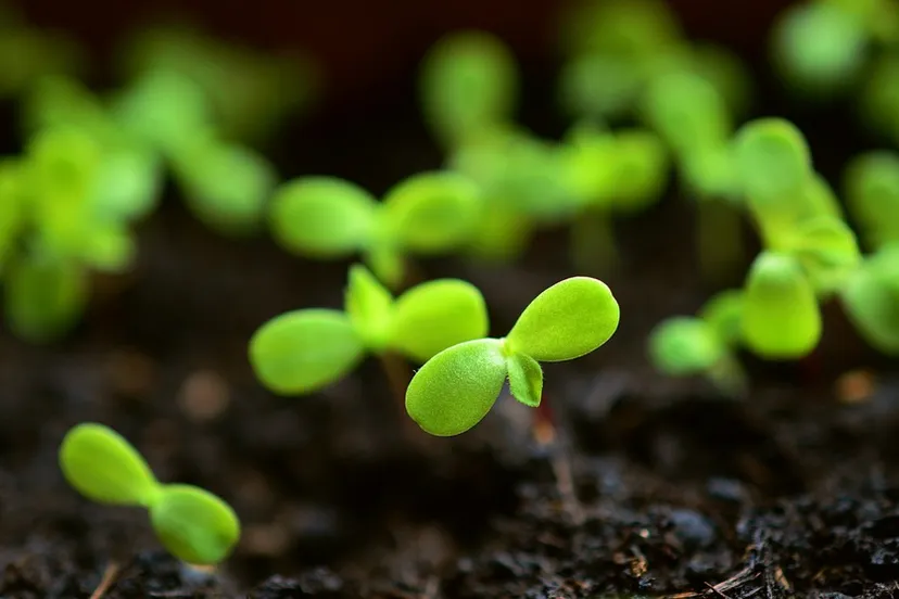 jonge plantjes pixabay