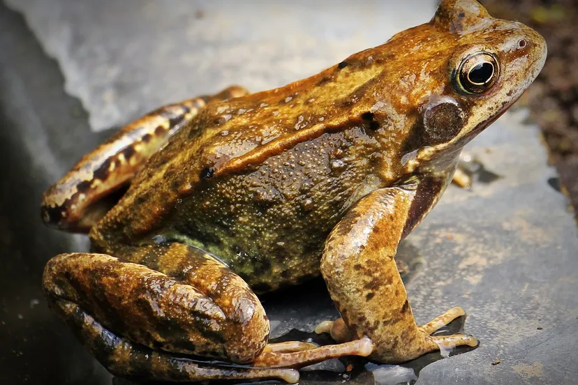 kikker noname 13 via pixabay