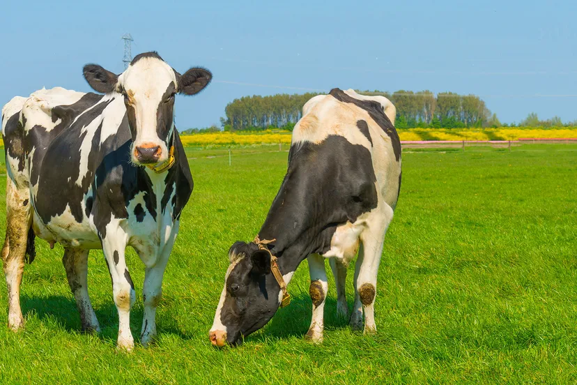 koeien in de wei prov flevoland