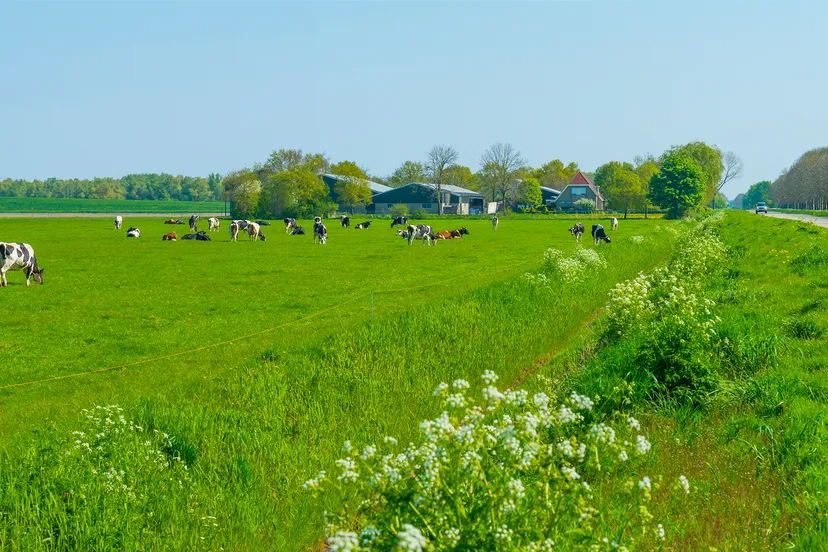 koeien in de wei