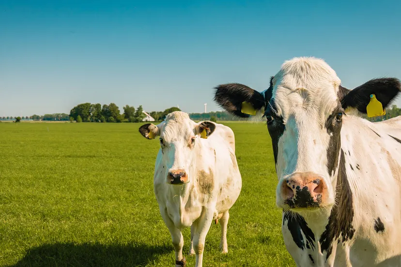 koeien prov flevoland