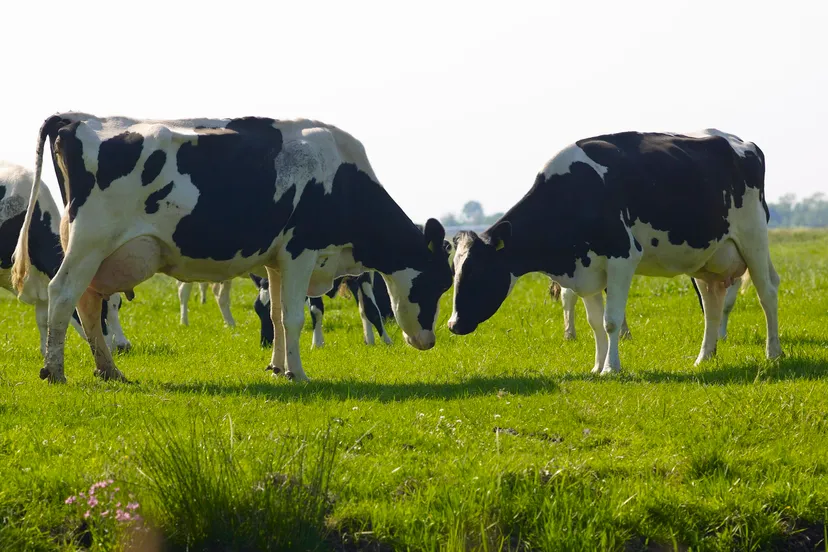 koeien wei buiten