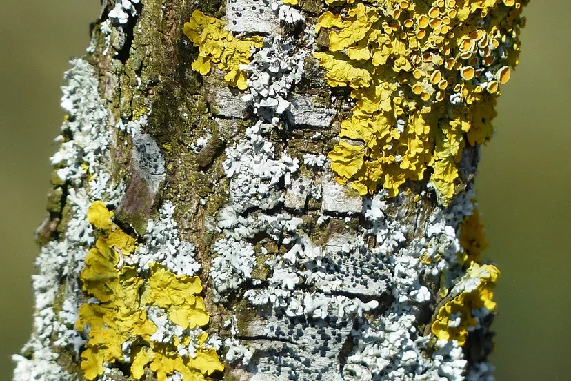 korstmos hans via pixabay