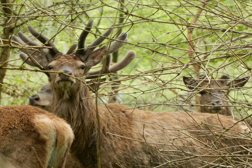 kotterbos oostvaardersplassen edelherten