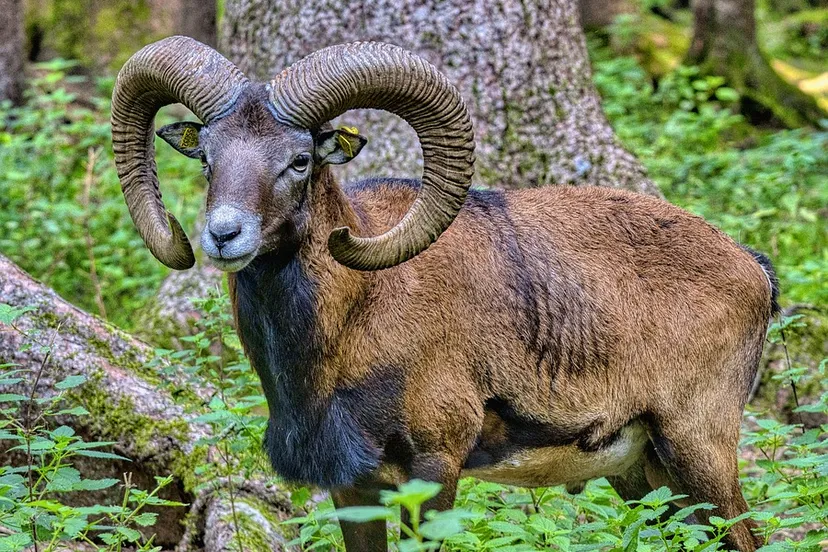 mouflon pixabay
